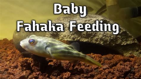 fahaka pufferfish diet|fahaka pufferfish weight.